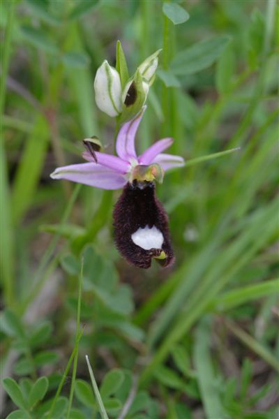 Ophrys bertolonii in Romagna